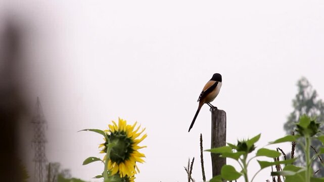 Long-tailed shrike perched on a wooden pole in a sunflower field