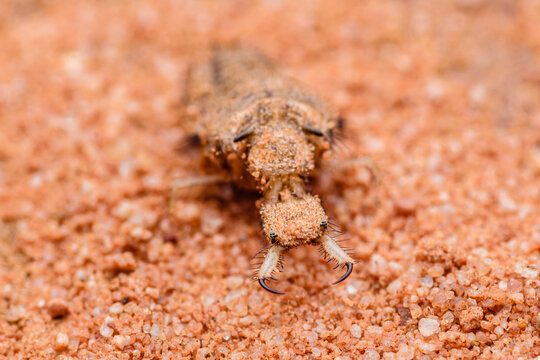 Predatory antlion larva camouflaging in reddish sand