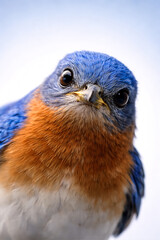 Fototapeta premium Close-Up Portrait of Colorful Bluebird with Orange Chest