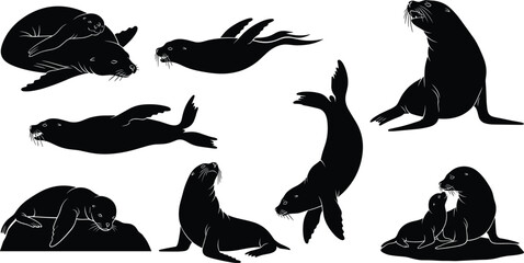 Sea Lion Silhouette Collection Featuring Multiple Poses Swimming Resting and Playing Marine Mammal Set Isolated on Clean Background © Romana