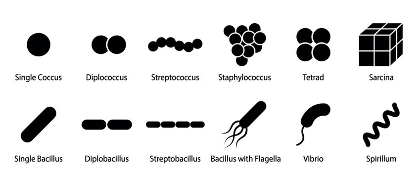 Various black silhouette bacterial shapes and arrangements are clearly illustrated with distinct labels, showcasing diverse microbiological forms in a scientific, flat design style