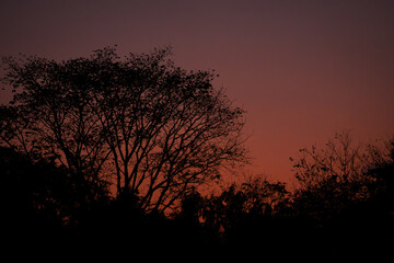 Naklejka premium Tree silhouettes against a warm sunset sky with orange gradient tones creating a natural landscape that reflects a calm evening atmosphere.