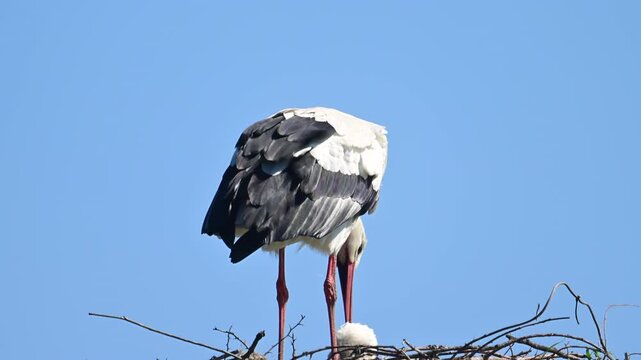European white storks (Ciconia ciconia) sitting down on the nest on a pole during springtime. One bird is polishing its feathers.