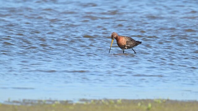 Black-tailed godwit (Limosa limosa) bird in the new Reevediep nature reserve near Kampen, Overijssel, during a beautiful springtime evening. Slow motion clip at half speed.