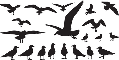 Obraz premium silhouettes of birds