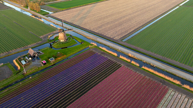 Aerial view of a traditional windmill standing proudly amidst the vibrant tapestry of colorful tulip fields, reflecting the golden sunlight, 't Zand, Noord-Holland, Netherlands.