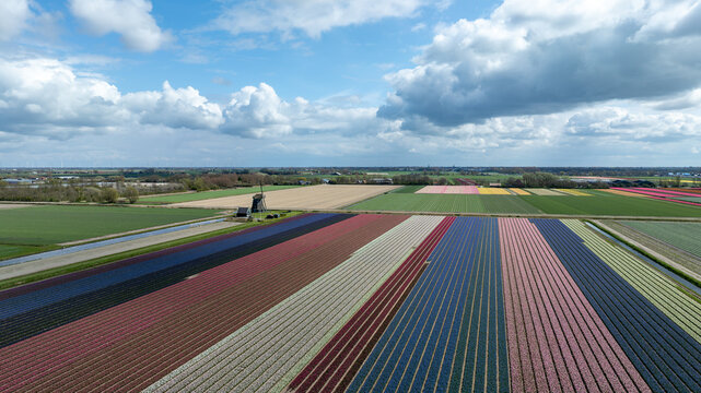 Aerial view of tulip fields showcasing vibrant rows of colors near a traditional windmill under a partly cloudy sky, 't Zand, Noord-Holland, Netherlands.