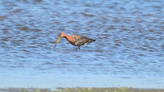 Black-tailed godwit (Limosa limosa) bird in the new Reevediep nature reserve near Kampen, Overijssel, during a beautiful springtime evening. Slow motion clip at half speed.