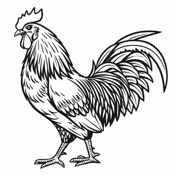 Rooster vintage isolated illustration in black and white woodcut style. Detailed hand drawn in expressive. Vector line art on white background.