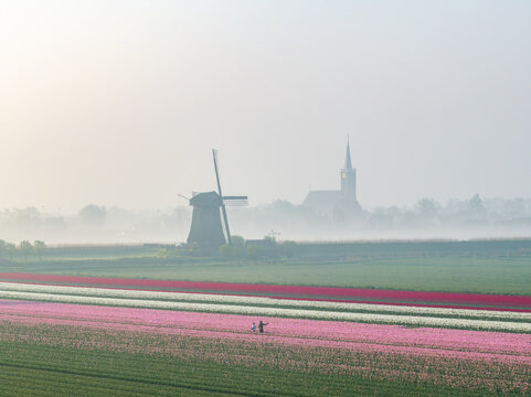 Aerial view of a classic windmill and church spire rising through the morning mist over vibrant tulip fields, Schermerhorn, Noord-Holland, Netherlands.