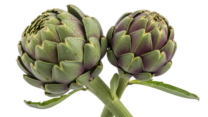 Obraz premium Fresh Artichokes on a transparent background for food and nutrition purposes