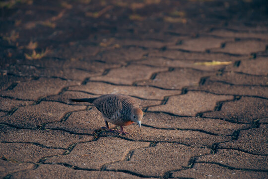 Zebra Dove walking across textured stone pavement, captured in warm natural light with gentle depth of field, highlighting subtle plumage details and quiet urban wildlife moment.
