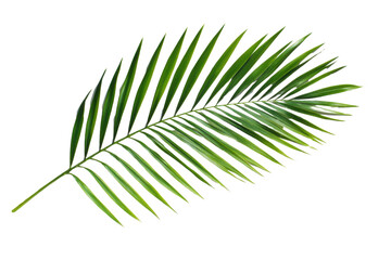 Fototapeta premium Single Bright Green Palm Frond Leaf Isolated on Black Background foliage, Png On White Background, Isolated on Transparent Background, Cut Out