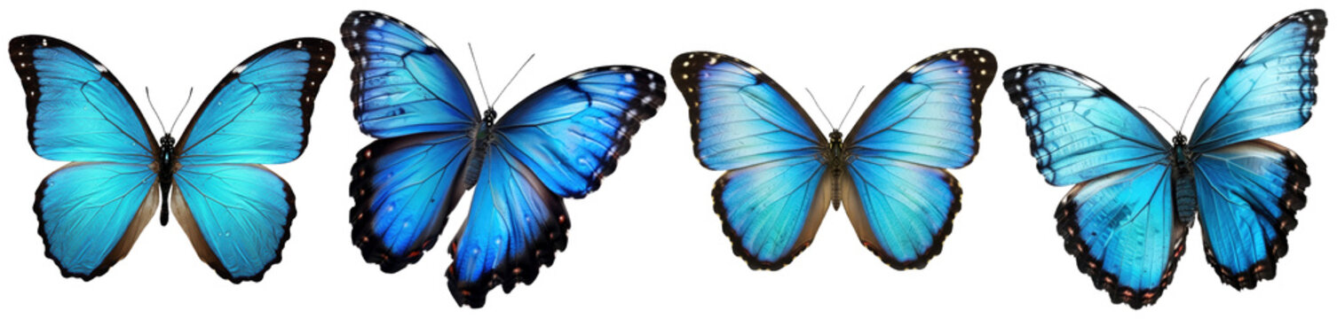 Exquisite blue Morpho butterflies captured with their vibrant iridescent wings open and closed.