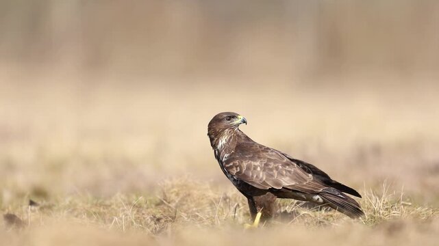 Birds of prey - landing Common buzzard Buteo buteo in the fields in spring, buzzard in natural habitat, hawk bird on the ground, predatory bird close up