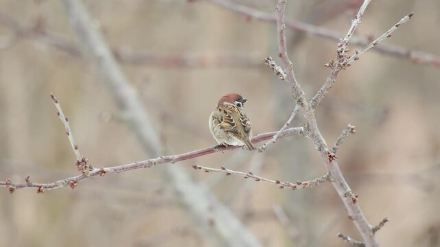 Bird - Tree Sparrow Passer montanus perched on tree winter time small bird on blurred warm amazing background eastern north part Poland Europe