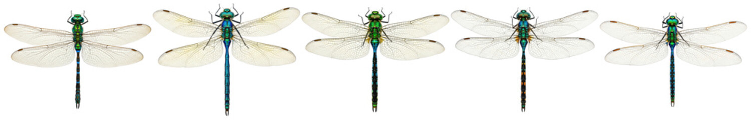 Collection of vibrant green and blue dragonflies, showcasing delicate wings and intricate body patterns in a detailed. © FoodPNG