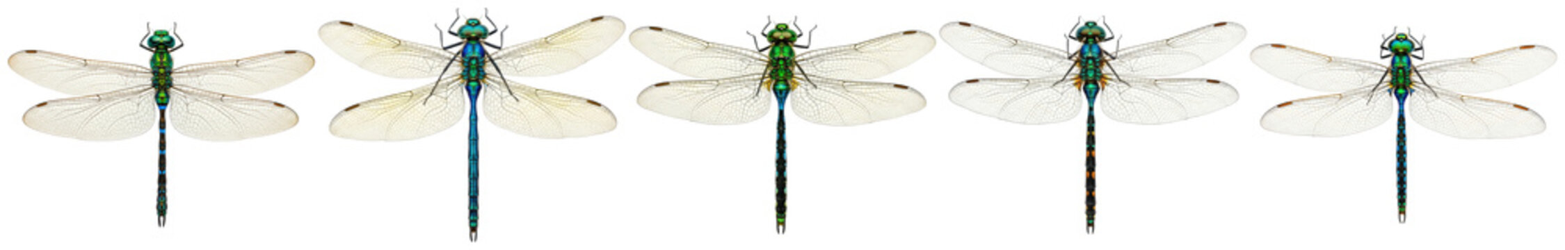 Collection of vibrant green and blue dragonflies, showcasing delicate wings and intricate body patterns in a detailed.
