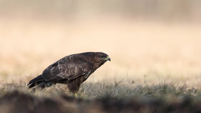 Birds of prey - landing Common buzzard Buteo buteo in the fields in spring, buzzard in natural habitat, hawk bird on the ground, predatory bird close up