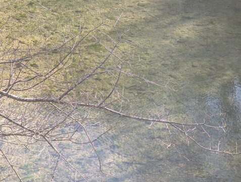 Dettaglio naturale con ramo spoglio sopra acqua limpida e fondale roccioso illuminato dal sole