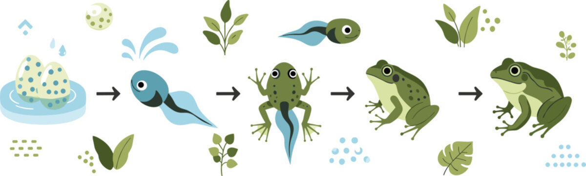 Frog life cycle stages illustration with eggs, tadpole and adult amphibian, metamorphosis process diagram, educational biology vector set