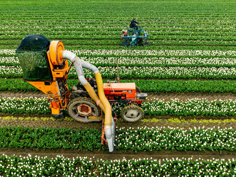Aerial view of a vibrant tableau of white tulips meticulously harvested by machinery amidst the verdant fields, Wijzend, Noord-Holland, Netherlands.