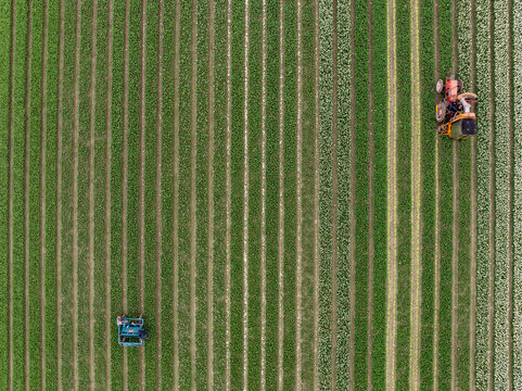 Aerial view of tractors work the lined fields, a tapestry of green and hints of white, creating a geometric landscape, Wognum, Noord-Holland, Netherlands.