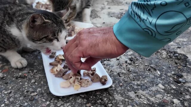 heartwarming moment showing human kindness as a person provides fresh meat to a colony of homeless cats outdoors.