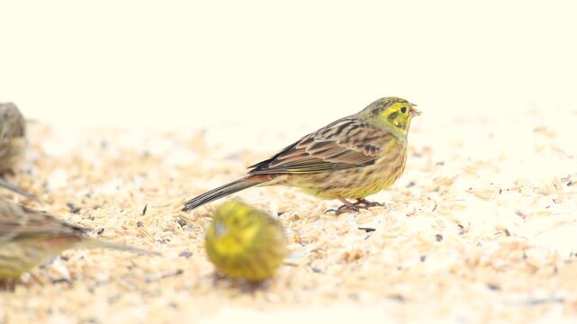 Bird - female Yellowhammer ( Emberiza citrinella ) small yellow bird under the feeder winter snowy time Poland Europe