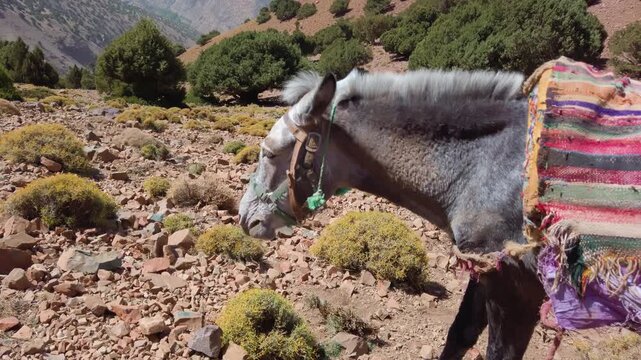 Close-up of a pack donkey grazing among low shrubs on rocky terrain in Imlil Valley, Morocco, within the rugged High Atlas Mountains near Mount Toubkal, reflecting traditional rural life.