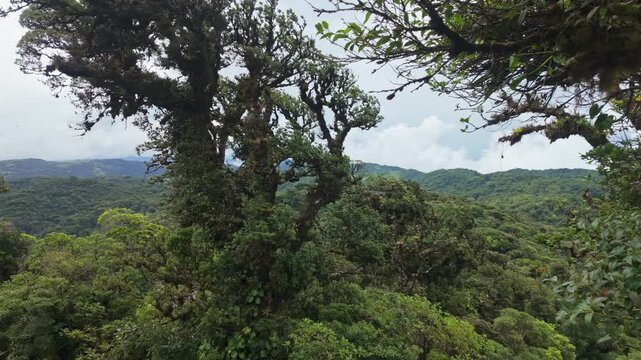 A lush cloud forest in Monteverde, Costa Rica, features dense tropical foliage, moss-covered trees, and a misty, cloudy sky, offering a scenic glimpse into this vibrant and biodiverse rainforest.