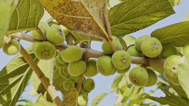 Green cluster fig fruits growing along a tree branch with broad leaves, captured as the camera slowly orbits around the branch in natural daylight.