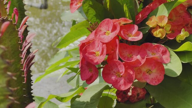 Close up shot of Crown of Thorns flowers blooming with bright red bracts and green leaves beside a garden water feature in natural daylight.