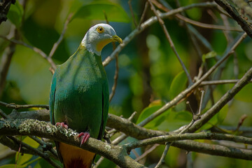 Obraz premium Portrait of Black-Naped Fruit Dove bird