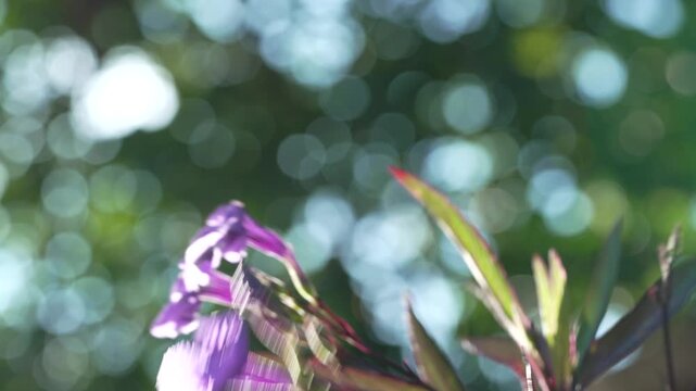 Close Up Shot of Ruellia Simplex on Windy Sunny Day