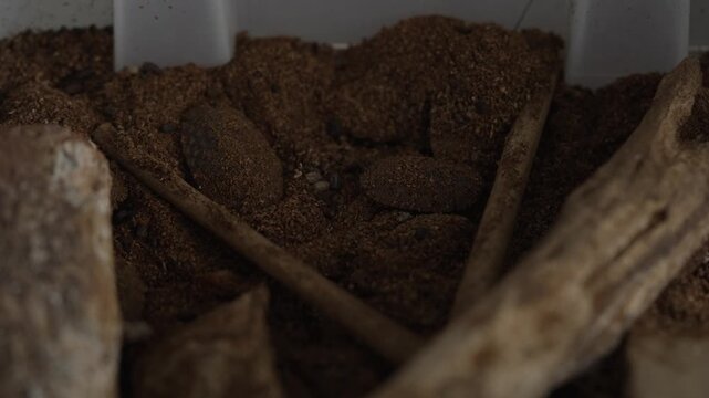 Group of Pet Giant Cave Cockroaches Slowly Moving in Soil