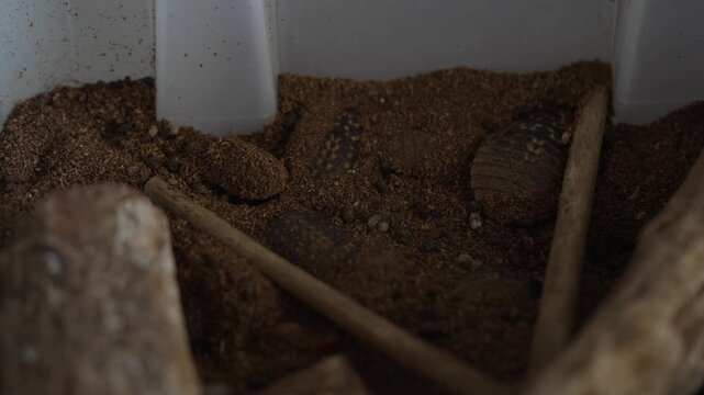 Pet Giant Cave Cockroaches Moving Under Soil in Plastic Habitat