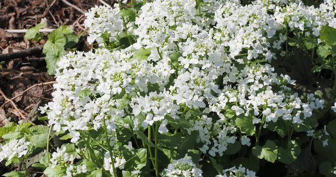 Pachyphragma macrophyllum plant or Caucasian Penny Cress (Pachyphragma macrophyllum) Carpet of white flowers above rosettes of green embossed leaves undulating vigorously in the wind
