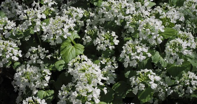 Clump of Pachyphragma macrophyllum  or large-leaved pachyphragma plant with white flowers cardamine-like on stems above embossed rounded green leaves in shady area