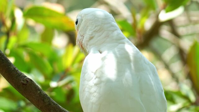 Close up shot of a Tanimbar corella (Cacatua goffiniana) in its natural habitat.