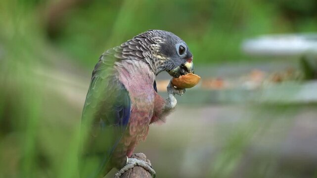 A Dusky parrot (Pionus fuscus) perches on the branch, eating a nut and holding it with one claw, close up shot.