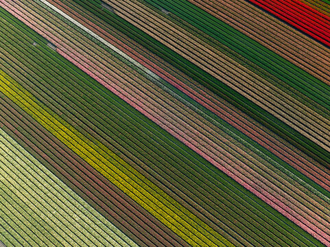 Aerial view of vibrant tulip fields stretching in parallel lines, a colourful display of nature's artistry, Hem, North Holland, Netherlands.
