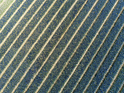 Aerial view of parallel rows of crops create a rhythmic pattern across the landscape, Hem, North Holland, Netherlands.