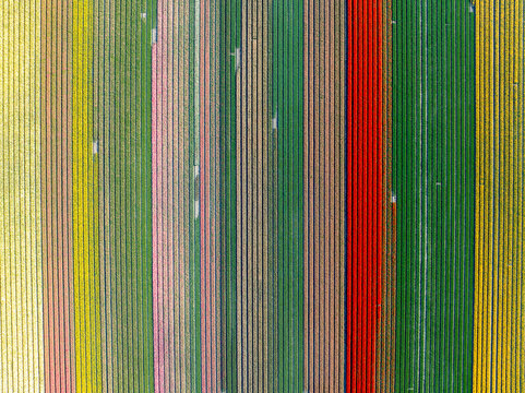 Aerial view of vibrant, multicolored rows of tulips create a striking tapestry across the landscape, Hem, North Holland, Netherlands.