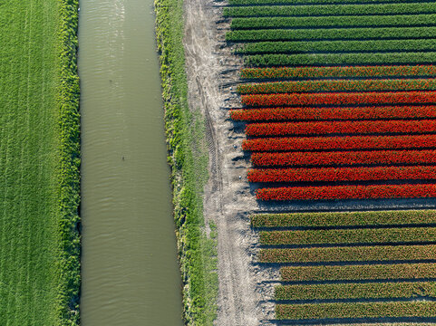 Aerial view of vibrant tulip fields create a colorful patchwork next to a tranquil canal, Hem, North Holland, Netherlands.