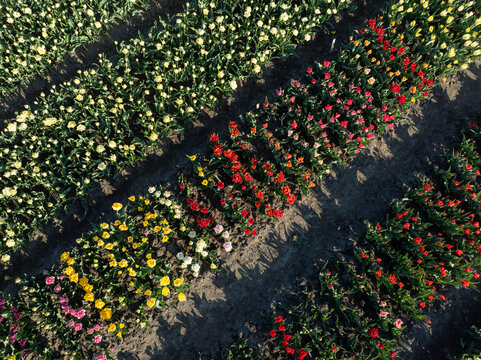 Aerial view of vibrant rows of tulips create a colorful quilt across the landscape, with hues of red, yellow, pink, and white contrasting against the dark soil, Hem, North Holland, Netherlands.