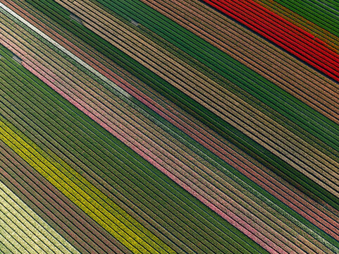 Aerial view of vibrant, parallel stripes of blossoming flower fields create a stunning tapestry of color and texture, Hem, North Holland, Netherlands.