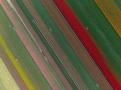 Aerial view of vibrant tulip fields creating a stunning patchwork of color, with diagonal lines of red, green, pink, and yellow, Hem, North Holland, Netherlands.