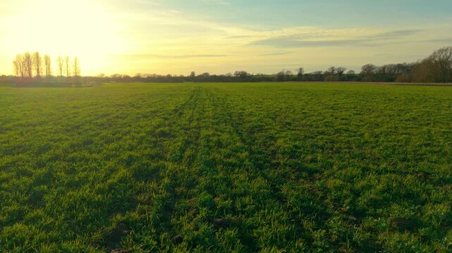 Grass meadow covering wide rural pasture during warm countryside sunset. Green fodder grass growing across agricultural field for livestock feeding and hay harvest. Agribusiness farmland landscape