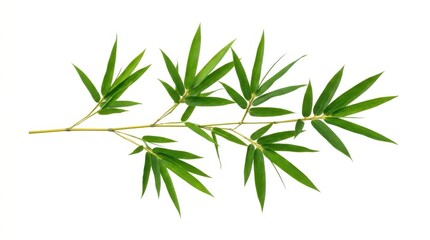 Obraz premium A delicate green bamboo branch with pointed leaves is isolated against a clean white background, showcasing a natural and minimalist aesthetic.